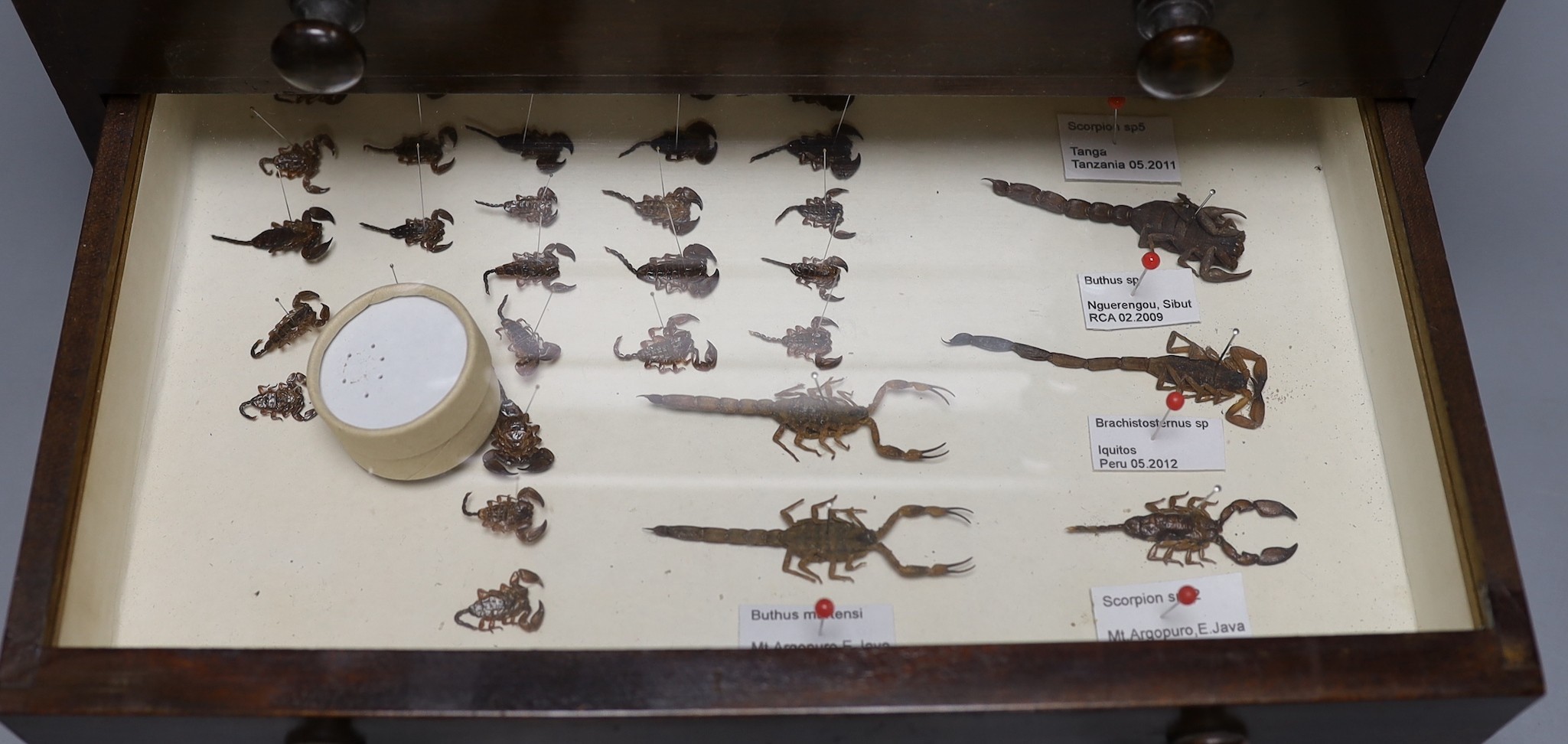 Entomology- a collection of scorpion specimens in a wood chest of four drawers, 30. 5 cm high, 33 cm wide, 21 cm deep